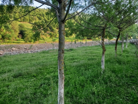 gedebey kiraye kend evleri