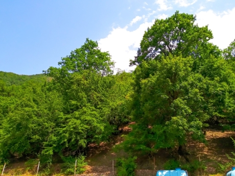 Qaxda kiraye evler hovuzlu