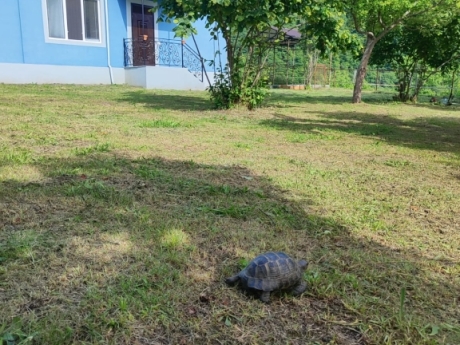 Qaxda kiraye evler hovuzlu