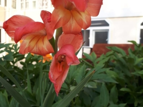 şəkidə günlük kirayə evlər